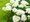 Hortenzie stromečkovitá - Hydrangea arborescens ANNABELLE - bílá