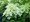 Hortenzie latnat - Hydrangea pan. LIMELIGHT - bl