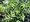 Hlošina úzkolistá - Eleagnus angustifolia