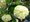 Kalina obecn - Viburnum opulus ROSEUM - bl, C 2,5 l