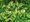 Jilm horsk - Ulmus glabra