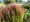 Imperata vlcovit - Imperata cylindrica RED BARON
