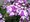 Verbena velkokvt sel Lascar Bebop Lavender 22 - fialovobl