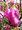 Magnolie - Magnolia liliiflora NIGRA - rovobl, C 3 l