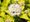 Tavola kalinolist - Physocarpus opulifolius DARTS GOLD, C 2 l
