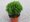 Thuja occidentalis DANICA, C 2 l