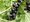 Rybz CASSISIMA BLACK BELLS - keov, ern