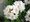 Rhododendron CUNNINGHAMS WHITE - bl