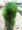 Borovice ern - Pinus nigra GREEN TOWER, C 2 l