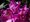 Rhododendron POLARNACHT - purpurov