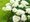 Hortenzie latnat - Hydrangea pan. CANDLELIGHT (PBR) - krmov