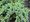 Jalovec upinat - Juniperus squam. BLUE CARPET, C 2 l