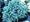 Jalovec šupinatý - stříbrný - Juniperus squamata BLUE STAR, C 2 l