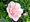 Ibiek syrsk PINK CHIFFON - rov, plnokvt, C 1 l