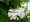 Hortenzie dubolistá - Hydrangea quercifolia ALICE - bílá