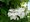 Hortenzie dubolist - Hydrangea quercifolia ALICE - bl, K 19