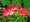 Albzie - Albizia Julibrissin - rov