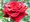 Růže GRAND PRIX - velkokvětá, tmavě červená