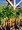 Bza bl - Betula pendula MAGICAL GLOBE - kmen 100cm
