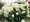 Hortenzie latnat - Hydrangea paniculata POLAR BEAR - bl, C 1,4 L