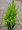 Cypřiš pokojový - Cupressus macrocarpa GOLDCREST