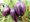 Pepino Violet