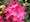 Rhododendron GERMANIA - syt rov, C 4 l