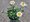 Kopretina - Leucanthemum max. MADONNA