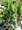 Jalovec upinat - Juniperus squamata BLUE COMPACT