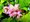 Trojpuk - Deutzia x Strawberry Fields, C 1,4 l