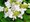 Kalina japonsk - Viburnum plicatum MARIESII - kmen 100cm