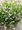 Levandule lkask SCENT WHITE EARLY - bl