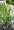 Vrba nachová - Salix purpurea GRACILIS