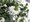 Vjovka - Scaevola - sel Farol White13 - bl