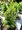 Smrk siv - Picea glauca J. W. DAISYS WHITE, C 2 l
