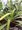 Juka vláknitá - Yucca filamentosa, C 2 l