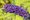 Buddleja davidii NANHO BLUE - modr, C 1,4 l