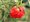 Velkokvěté granátové jablko - Punica granatum PLENIFLORA