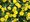 Million Bells Mini Famous Neo Double Yellow 23 - lut, plnokvt