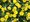 Million Bells sel Mini Famous Neo Double Yellow 23 - lut, plnokvt
