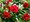 Million Bells selMiniFamous Uno Double Red 24 - erven, plnokvt