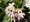 Vjovka - Scaevola - sel Farol Pink22 - rov