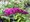 Buddleja ROYAL RED - purpurov, C 1,4 l