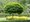 Katalpa trubaovit - Catalpa bignonioides NANA - kmen 150 cm