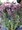 Dil Thunbergv - Berberis thunbergii CHOCOLATE SUMMER, C 3 l