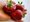 Jahodnk DARSELECT 12 ks - ran, frigo sadba