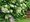 Hortenzie apkat - Hydrangea anomala petiolaris, C 1, 6 l
