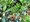Cesmna modr - Ilex meserveae HECKENPRACHT, C 3 l