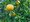 Citrus Trifoliáta - Poncirus trifoliáta