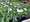 Kopretina - Argyranthemum Frutescens